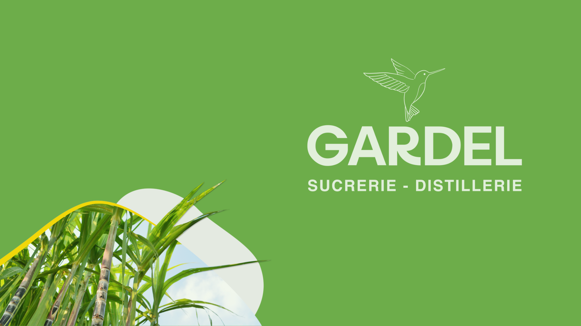 Champs de canne à sucre Gardel